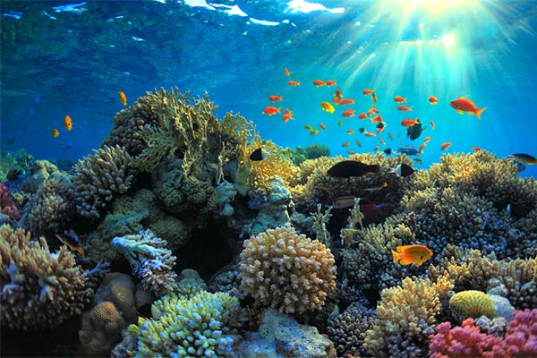 Bautizo de buceo en Tenerife