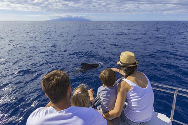 White Catamaran - Cetaceans in Tenerife